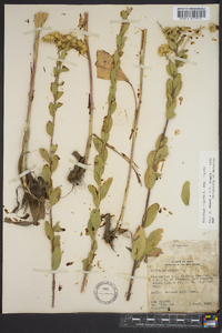 Solidago rigida image