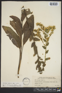 Solidago rigida image