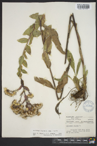 Solidago rigida image