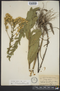 Solidago rigida image