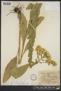 Solidago rigida image