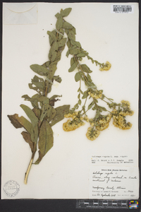 Solidago rigida image