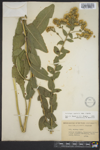 Solidago rigida image