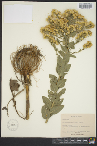 Solidago rigida image