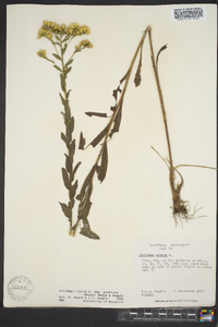 Solidago rigida image