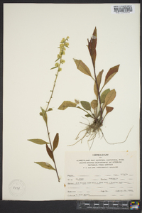 Solidago roanensis image