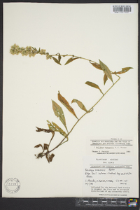 Solidago roanensis image