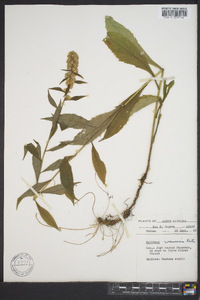 Solidago roanensis image