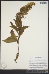 Solidago sempervirens image