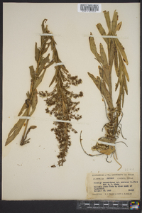 Solidago sempervirens image