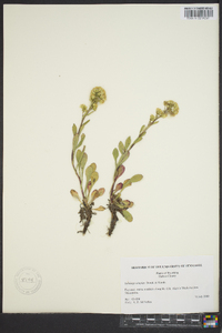 Solidago simplex image