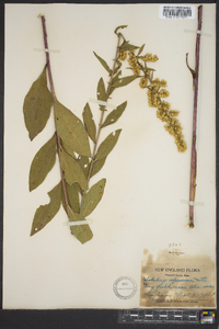 Solidago speciosa image