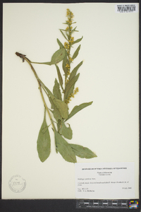 Solidago speciosa image