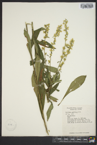 Solidago speciosa image