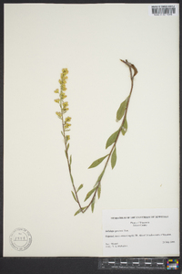 Solidago speciosa image