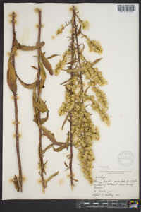 Solidago speciosa image