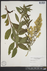 Solidago speciosa image