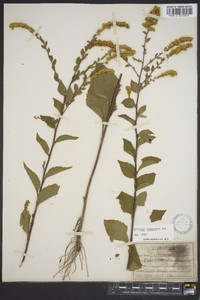 Solidago sphacelata image