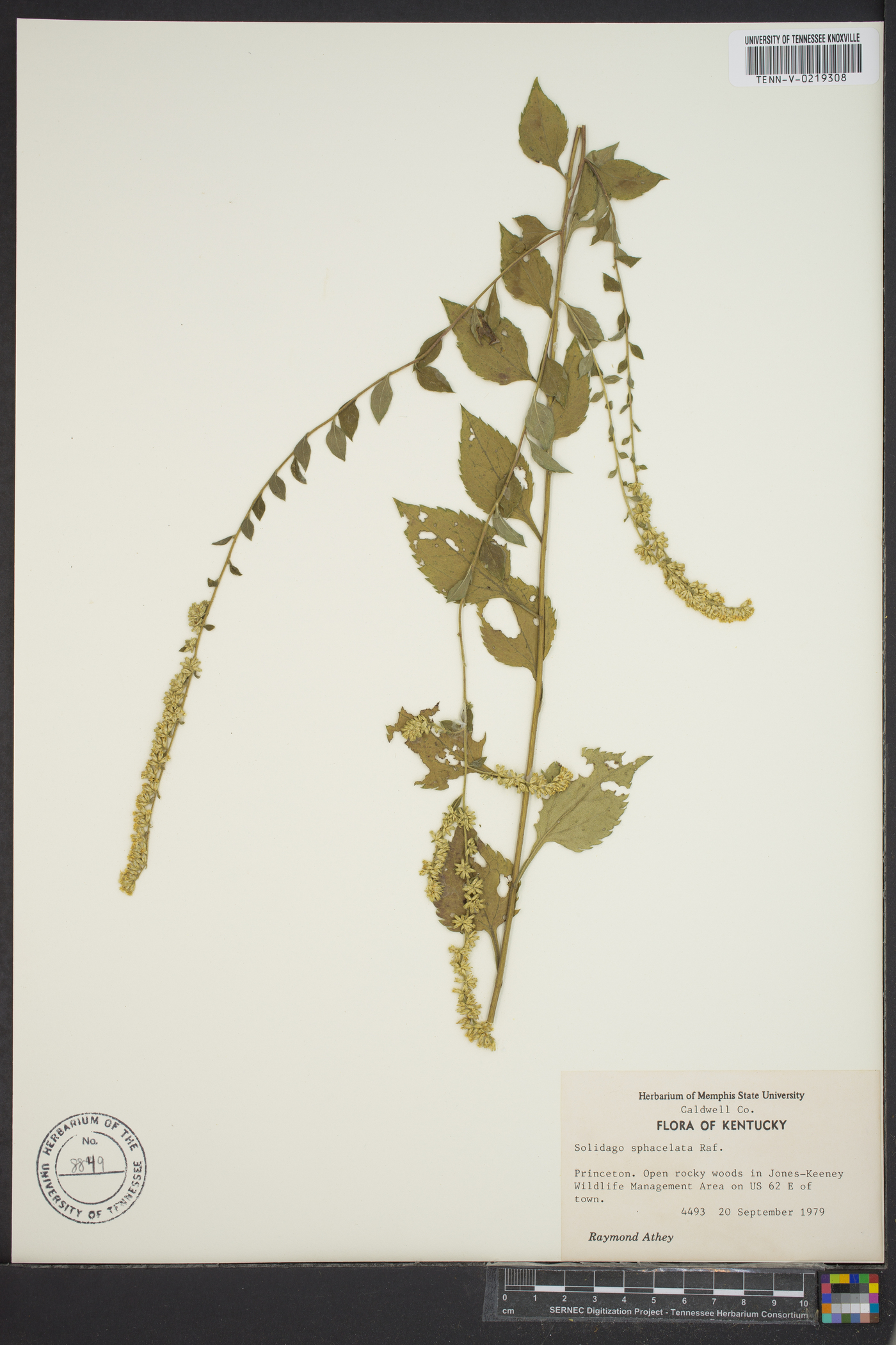 Solidago sphacelata image