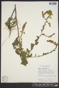 Solidago sphacelata image