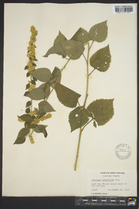 Solidago sphacelata image