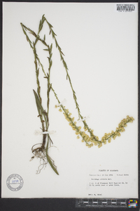 Solidago stricta image