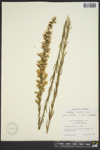 Solidago stricta image