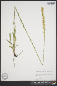 Solidago stricta image