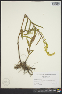 Solidago stricta image