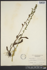 Solidago stricta image