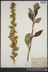 Solidago squarrosa image