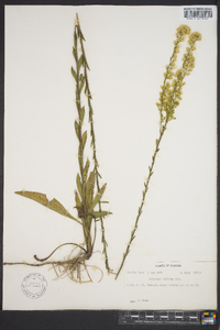 Solidago stricta image