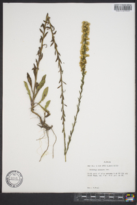 Solidago stricta image