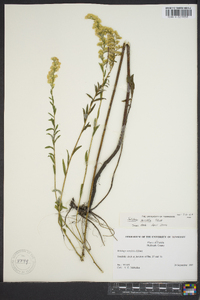 Solidago tortifolia image