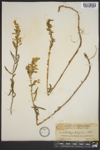 Solidago tortifolia image