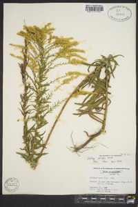 Solidago tortifolia image