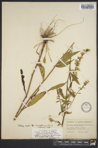Solidago arguta subsp. caroliniana image