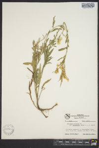 Solidago velutina image