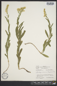 Solidago velutina image