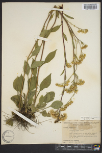 Solidago verna image