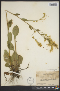 Solidago verna image