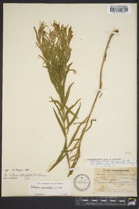 Euthamia leptocephala image