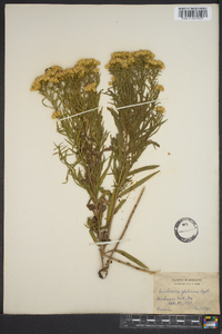 Euthamia glutinosa image