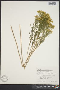 Euthamia gymnospermoides image