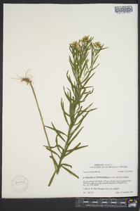 Euthamia leptocephala image