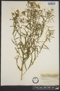 Euthamia leptocephala image