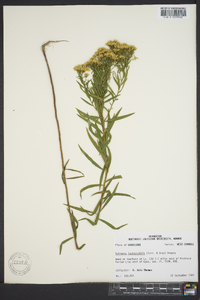 Euthamia leptocephala image