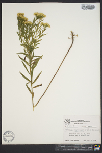 Euthamia leptocephala image