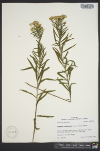 Euthamia leptocephala image