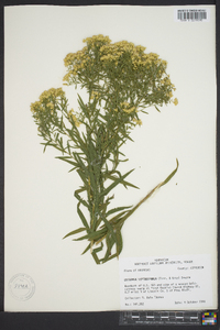 Euthamia leptocephala image